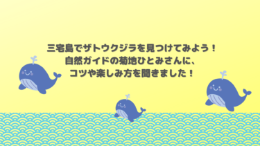 三宅島でザトウクジラを見つけてみよう！             自然ガイドの菊地ひとみさんに、コツや楽しみ方を聞きました！